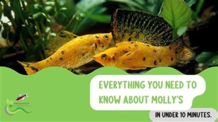 All About Molly Norbitt: Your Comprehensive Guide