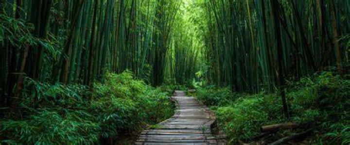 Bamboo Patton: The Versatile Wonder Of Nature