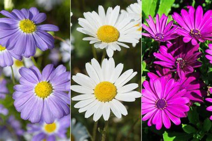 Exploring The Colorful World Of Daisy Blooms: Their Other Names