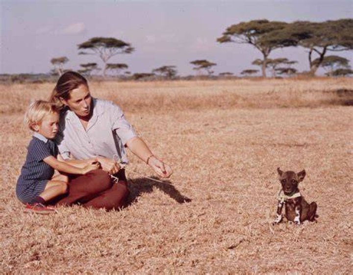 Exploring The Life And Legacy Of Hugo Van Lawick