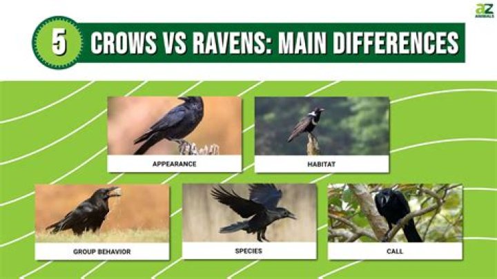 Understanding The Raven Or Crow Difference: A Deep Dive Into Their Unique Features