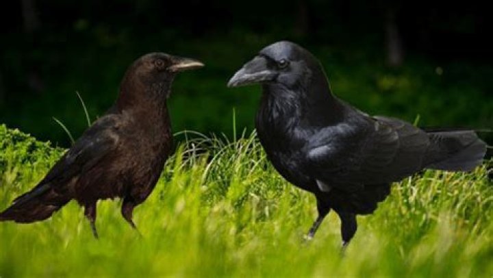 Understanding The Raven Vs Crow Difference: A Deep Dive