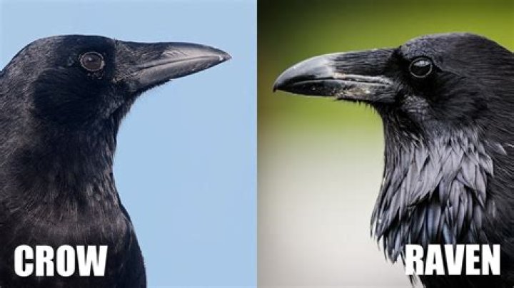 Understanding The Size Difference Between Crow And Raven