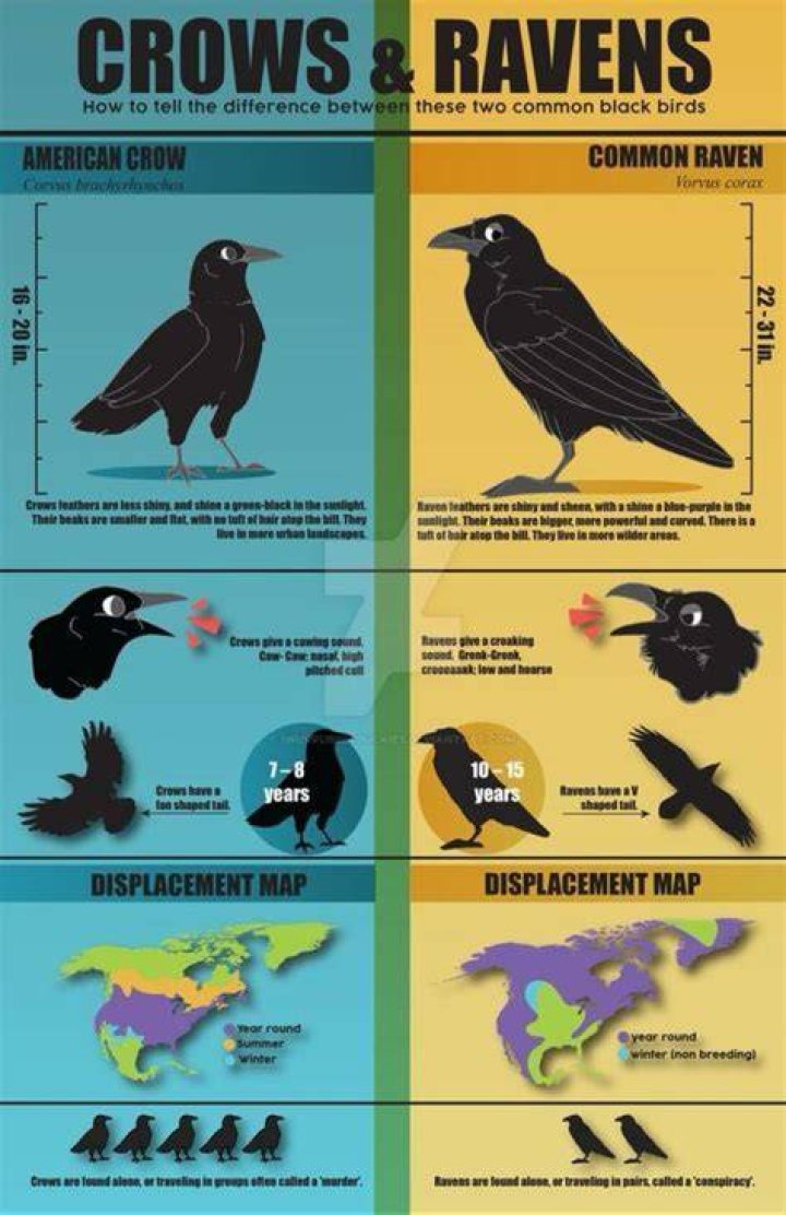 Unraveling The Mysteries: The Difference Between Crows And Ravens